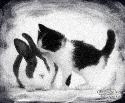 Black and white cat  & rabbit