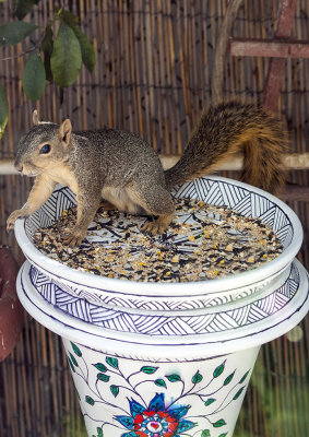 Squirrel enjoys the newly painted bird feeder?