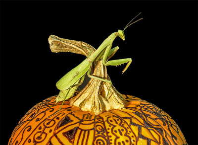 Mantis on zentangled pumpkin