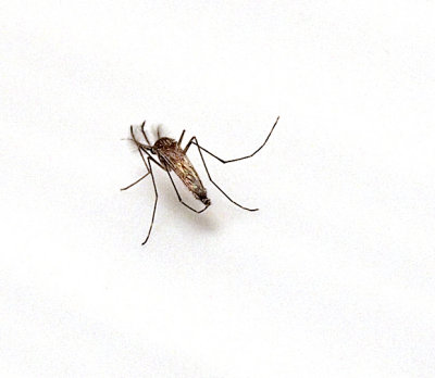 Mosquito on lampshade