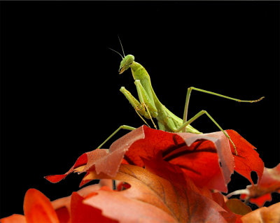 Mantis in standard waiting for prey mode