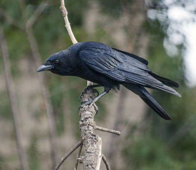 Noisy but beautiful...American crow