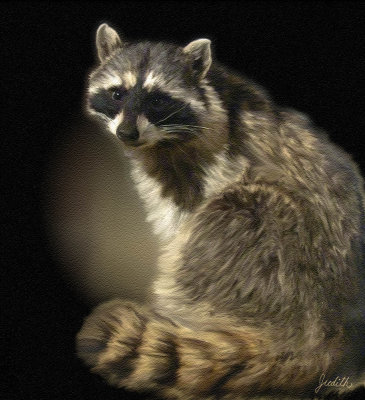 Raccoon - Judith