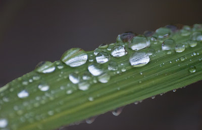 Closeup of raindrops on lemon grass plant