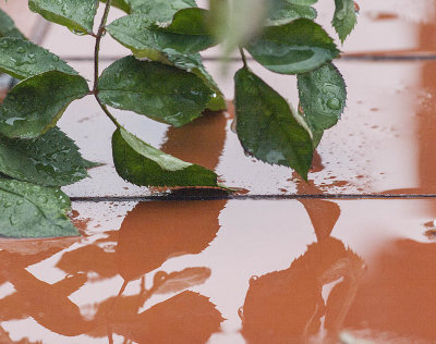 Rose leaves and reflections on a rainy day