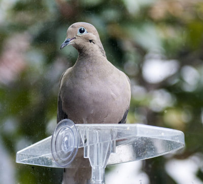 Mourning dove at the window feeder