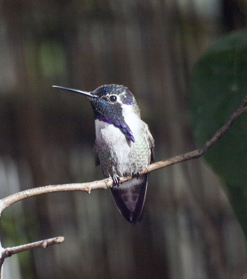Male Costas hummingbird