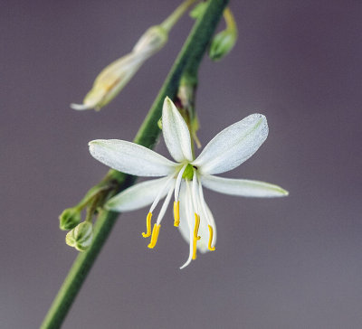 The tiny flower of the Spider plant