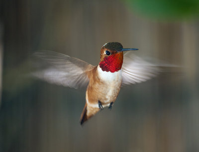 Rufus Hummingbird, male