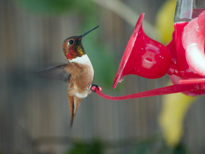 Rufus Hummingbird, male