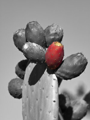 Red Prickly Pear Cactus