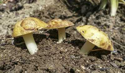 Potato mushrooms.jpg