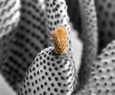 Cactus with orange new growth