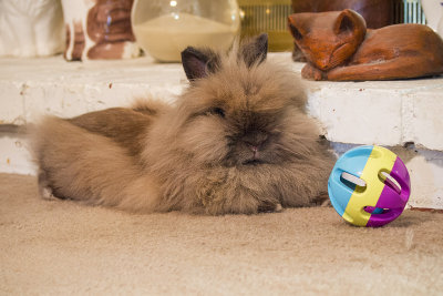 Miley (My neighbor's adorable Lionhead