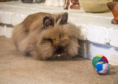 Miley (My neighbor's adorable Lionhead