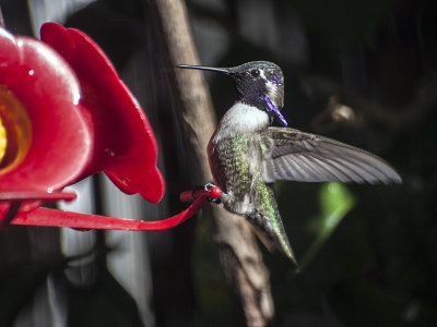 Casta's hummingbird, male