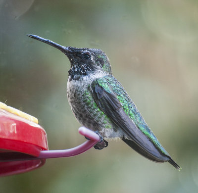 Female Costa's Hummingggbird