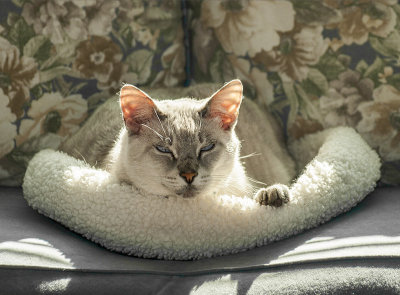 What does a cat love most? A warm sunny spot in the sun!