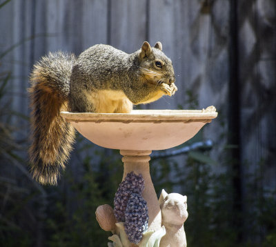 Squirrel 20160425_6128.jpg