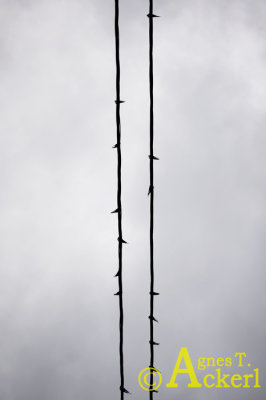 Resting Swallows