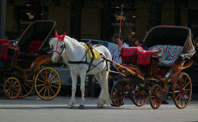 Horse and carriage for hire Tasso Square
