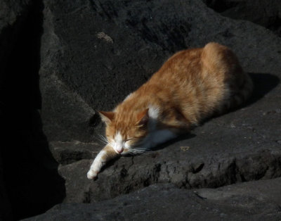 Feral cat on basalt lava Sorrrento breakwater