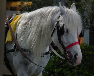 Horse rides without the red ears...Tasso Square Sorrento.JPG