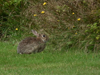 Rousay is_Trumland gardens_rabbit