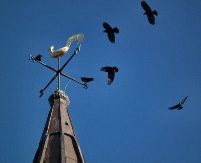 St Magnus Cathedral spire and jackdaws