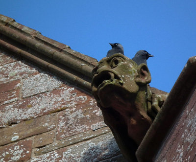 Kirkwall_St Magnus Cathedral_Gargoyle or Grotesque  with jackdaws