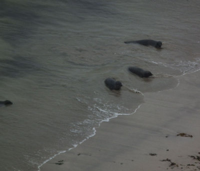 probably common seals from the cliff tops