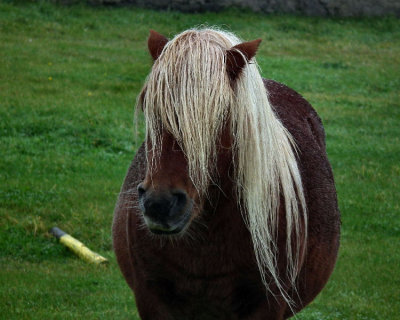 Jarlshof_ very wet Shetland pony 