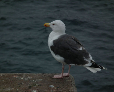 Herring gull from Hrossey ferry