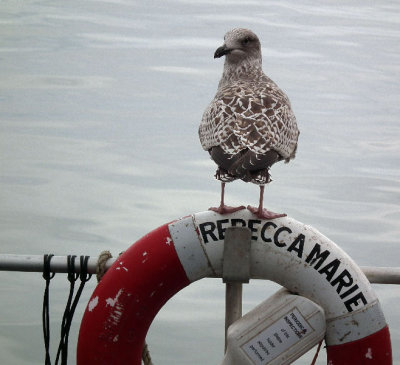 Fraserburgh_juvenile gull with flexible neck on Rebecca Maria lifebelt