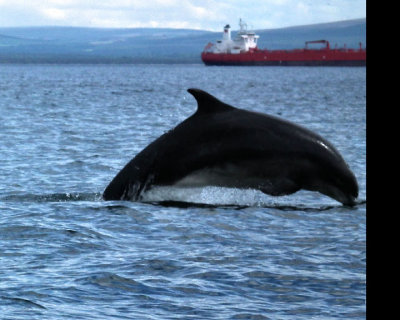 Bottlenosed Dolphin Moray Firth from small boat