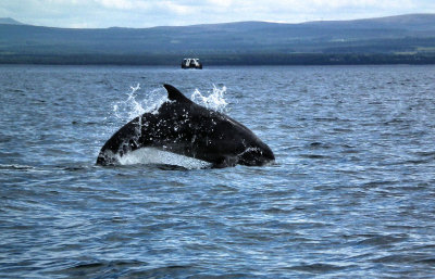 Bottlenosed Dolphin Moray Firth from small boat