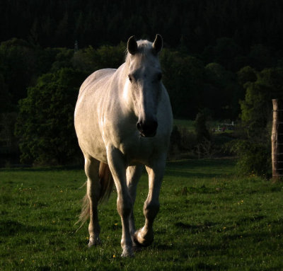 White Horse at Aigas House