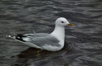 Common gull Loch Maree