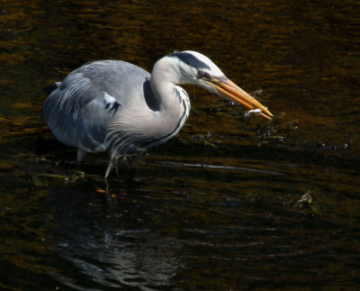 Grey Heron with catch in Loch Fleet 