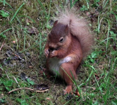 White tailed red squirrel_Aigas House