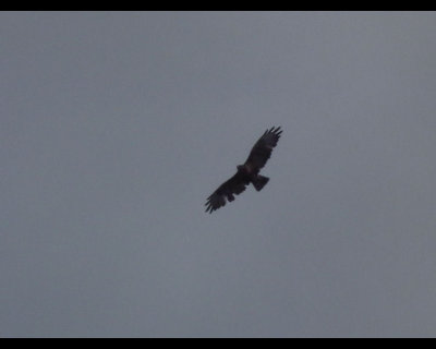 Golden Eagle in flight, Strathconan 
