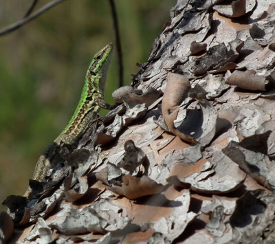 Portorosa lizard on tree