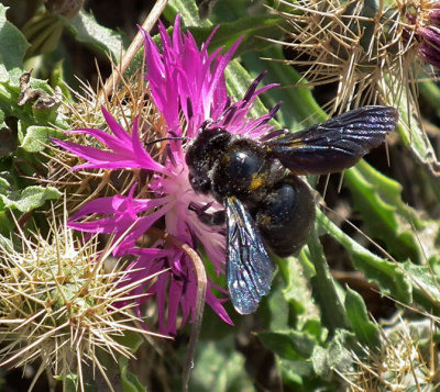 Near Falcone black carpenter bee
