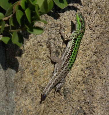 Portorosa lizard that has lost its tail