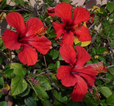 Portorosa red hibiscus