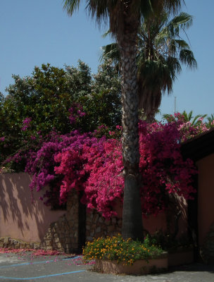 Tonarella bougainvillea