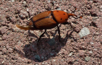 Portorosa weevil-like beetle 