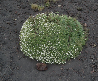 Vegetation in Lower Silvestri crater