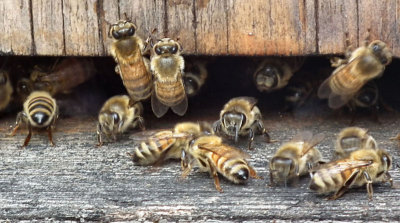 Near Etna honey bees around hive