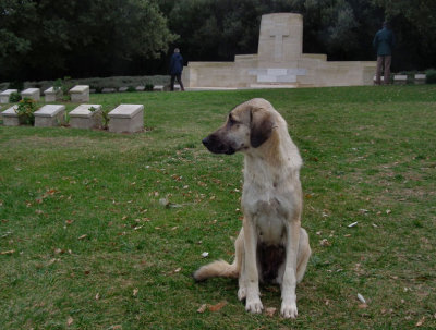 Forlorn, hungry woofer at ANZAC cove cemetry 